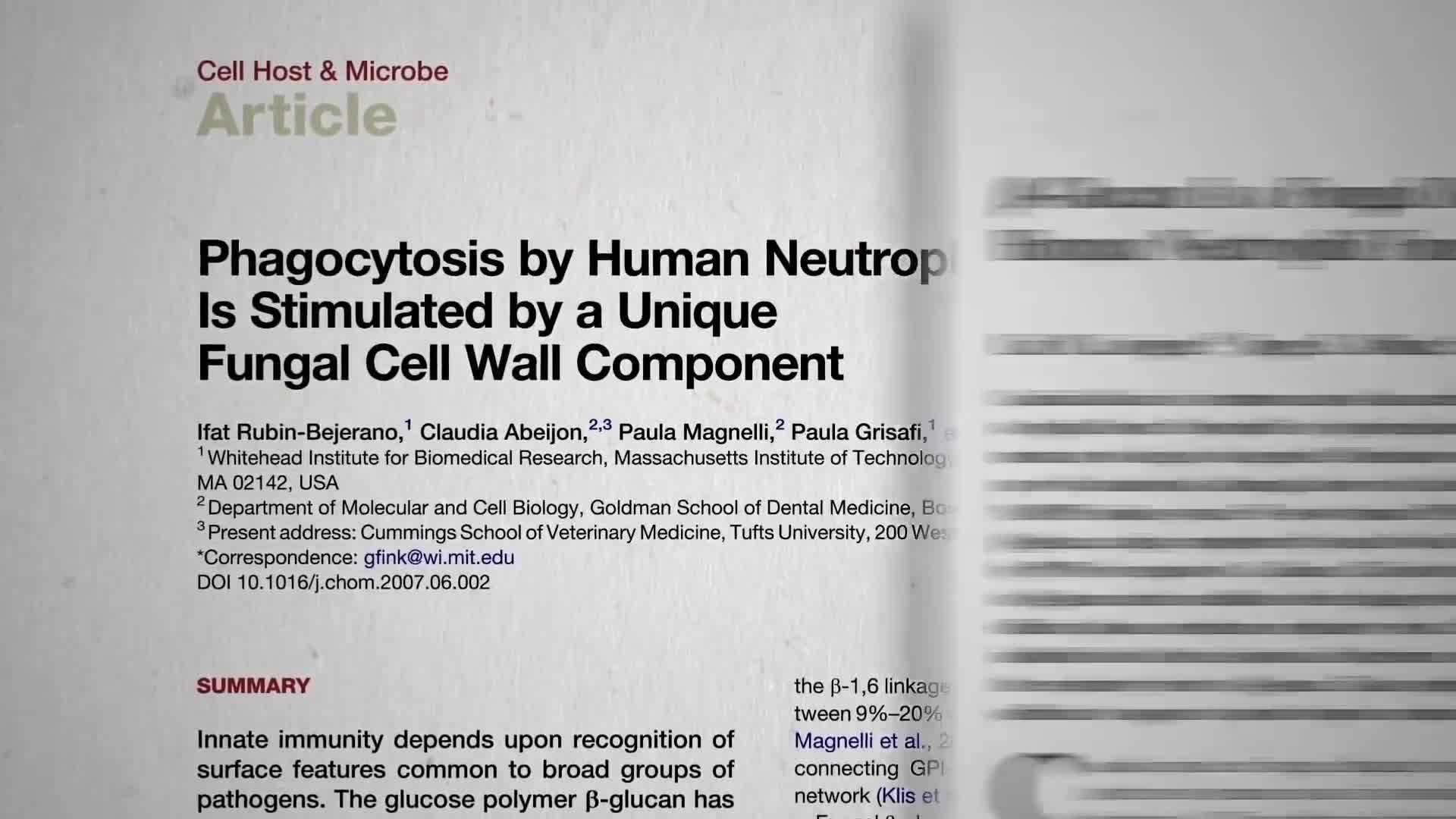 Beta-Glucan Structure in Fungal Cell Walls