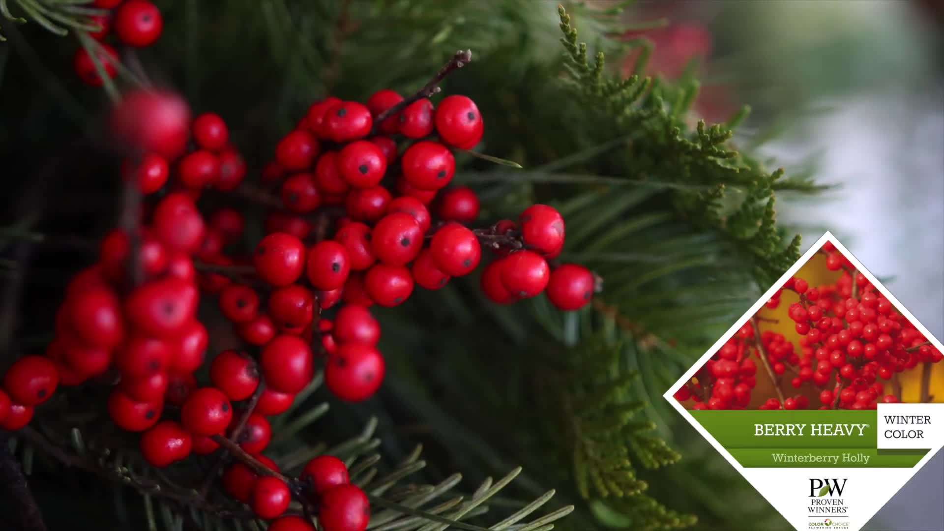 Incorporating Winter Berry Holly for a Pop of Red