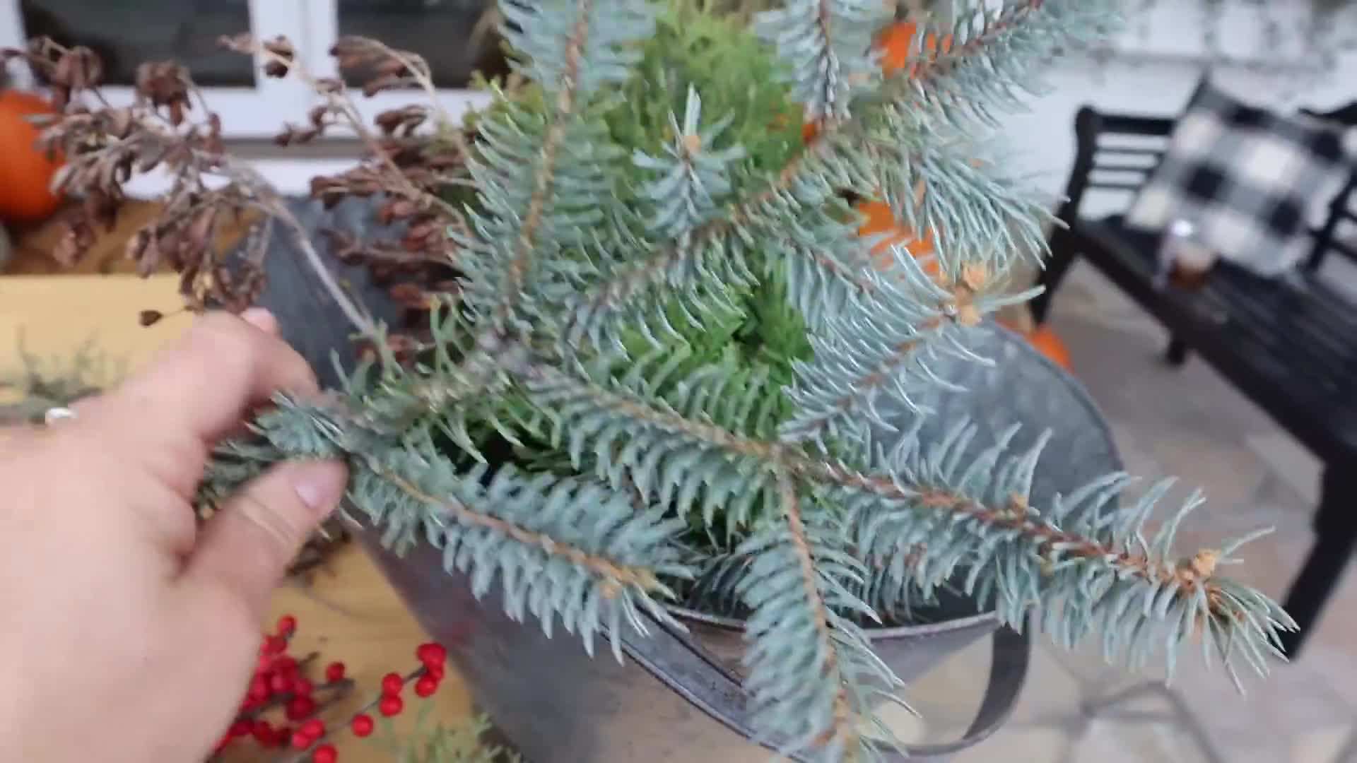 Selecting blue spruce and arbor vita branches