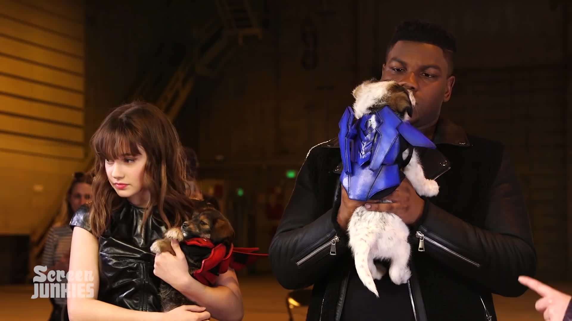 Jaeger puppies in training