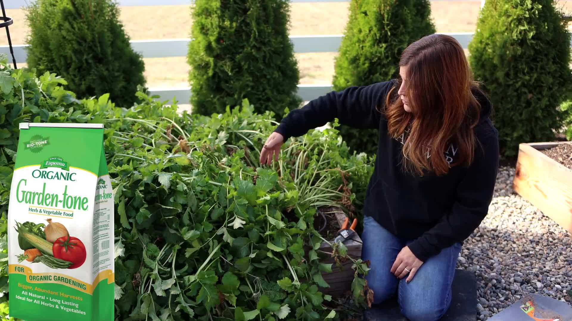 Thinning Out Parsnip Seedlings