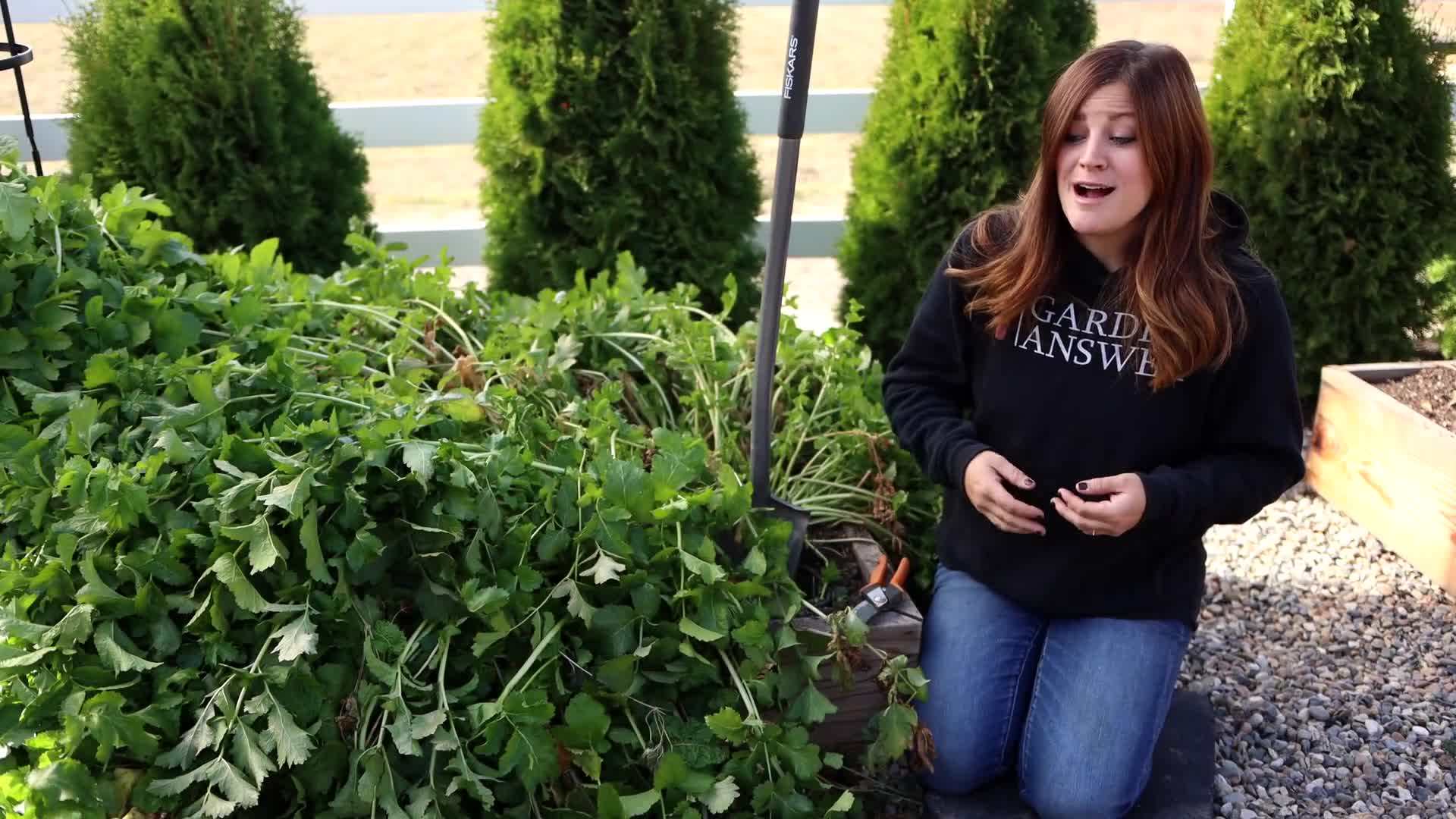 Parsnip Seedling Germination
