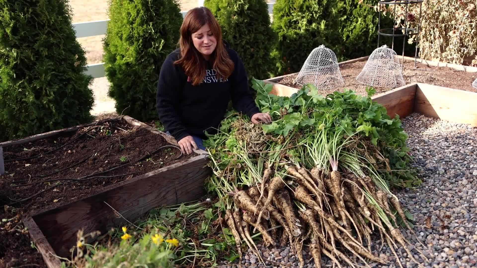 Cleaning and Weighing Harvested Parsnips