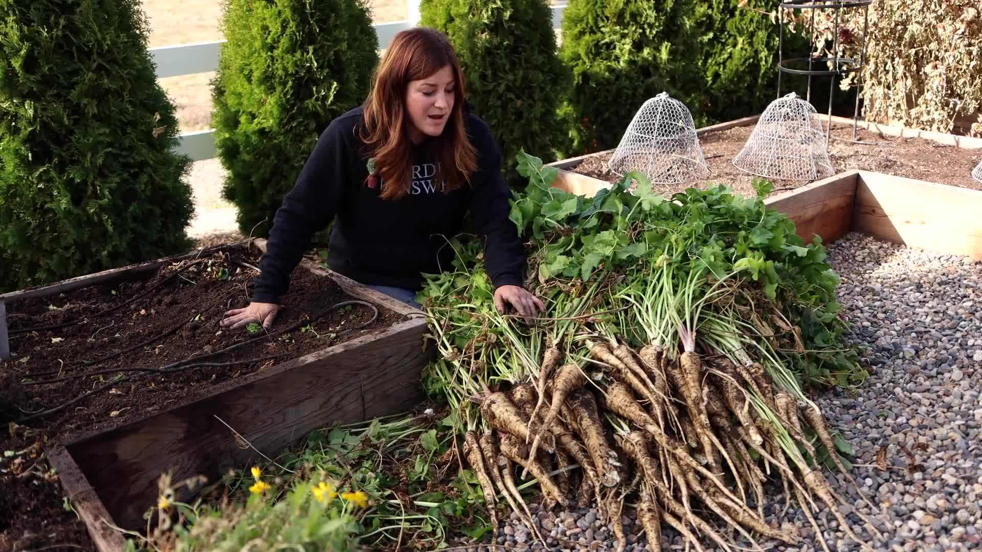 Bountiful Parsnip Harvest