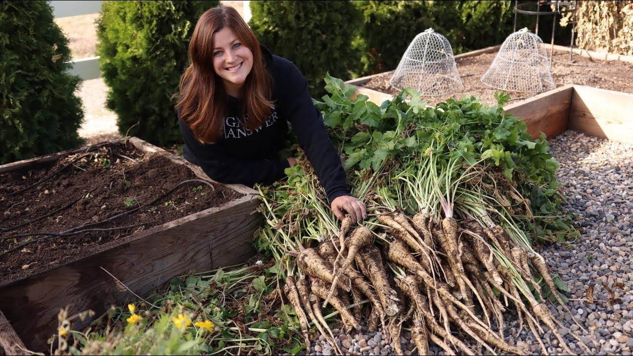 Harvesting Parsnips for the First Time: A Gardening Adventure