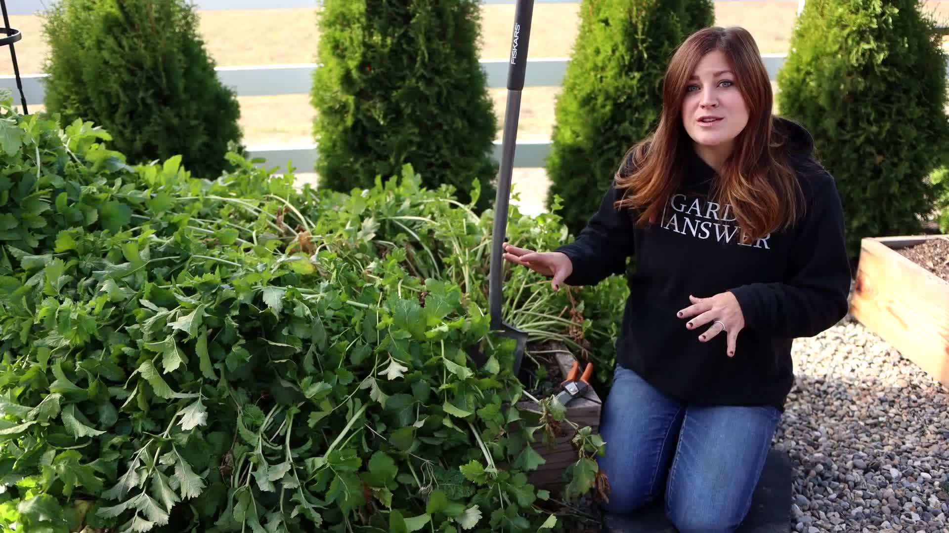 Soil Preparation for Planting Parsnips