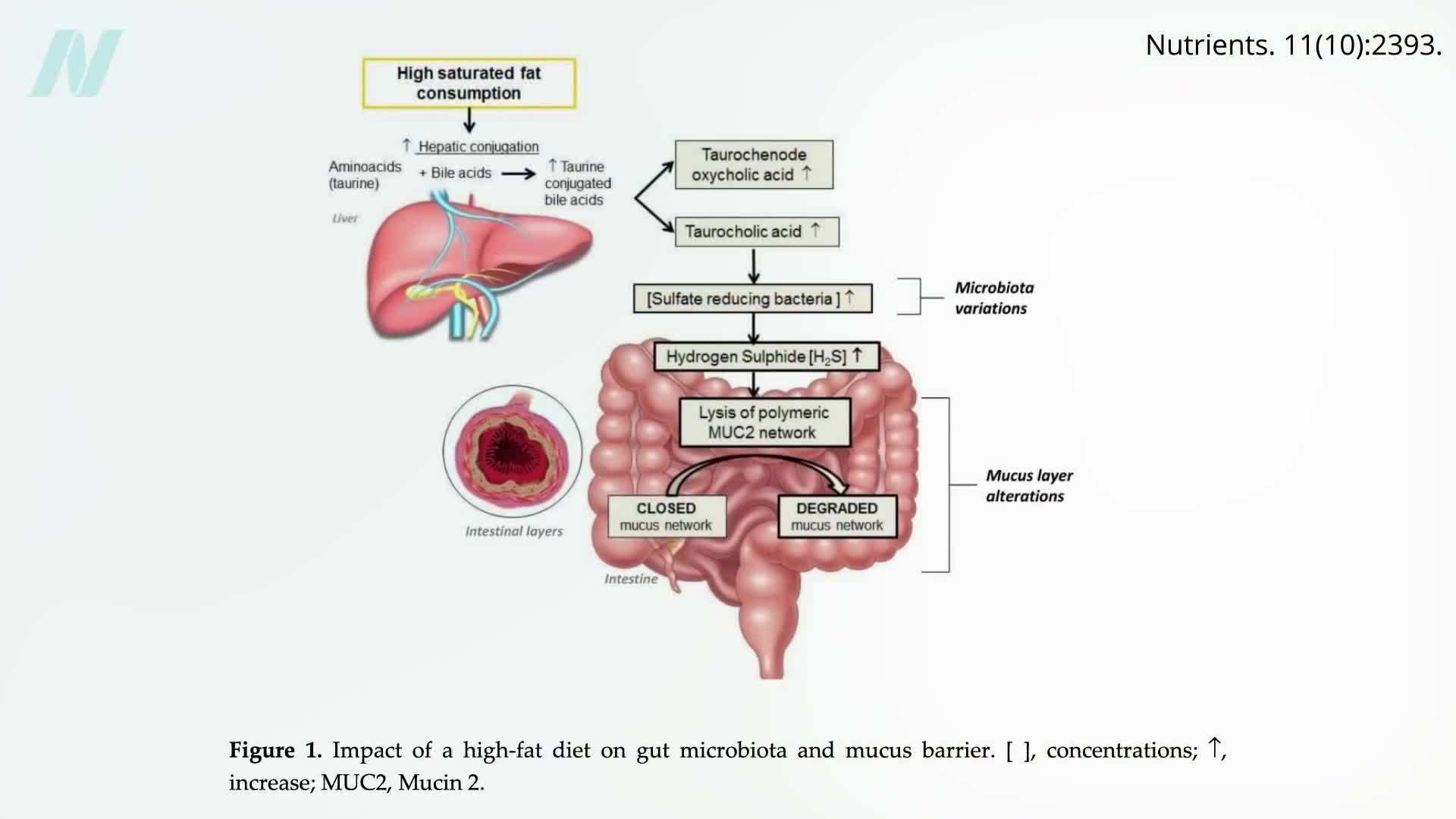Impact of Saturated Fats on Gut Health