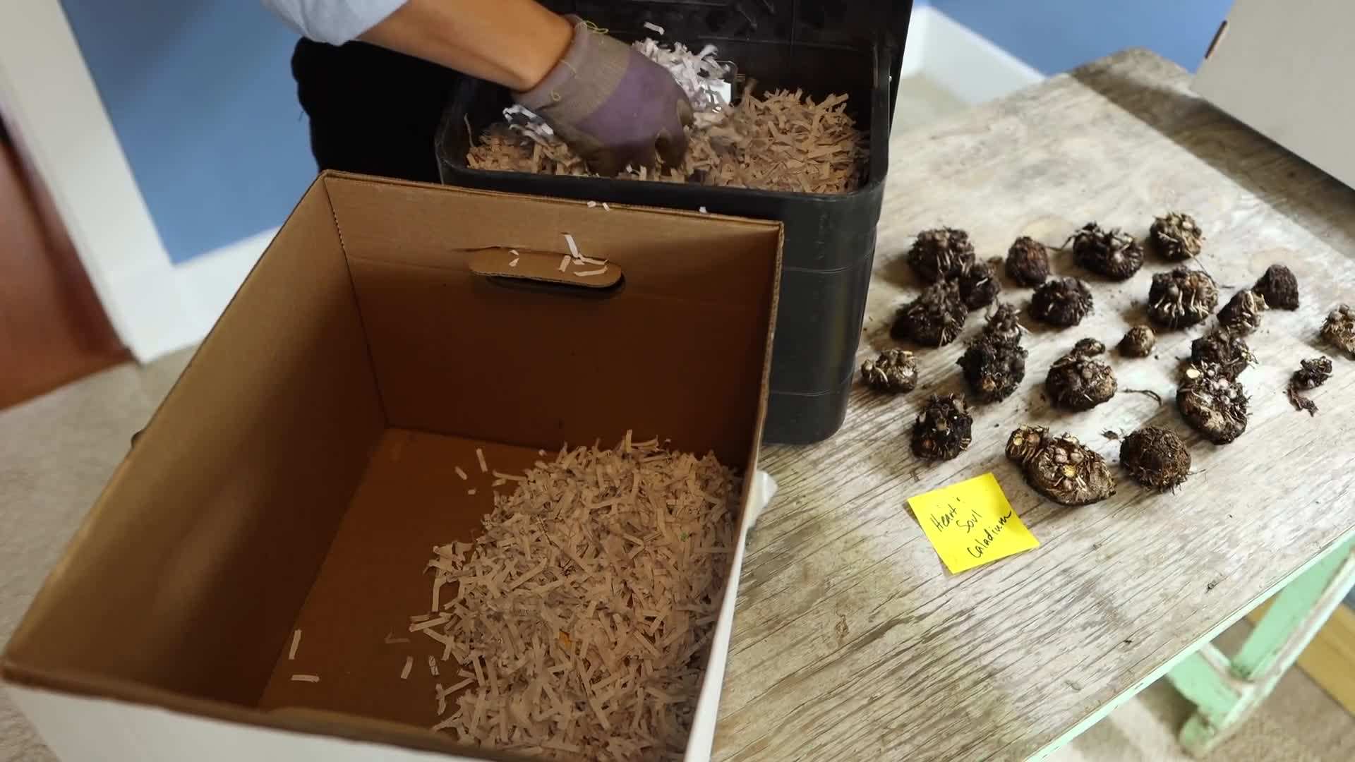 Packing Caladium Bulbs for Storage