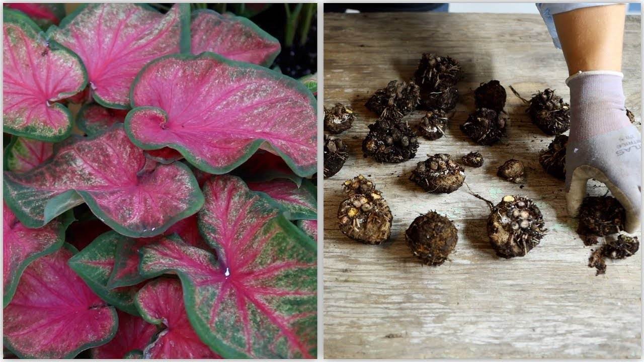 How to Dig and Store Caladiums: A Comprehensive Guide by Garden Answer