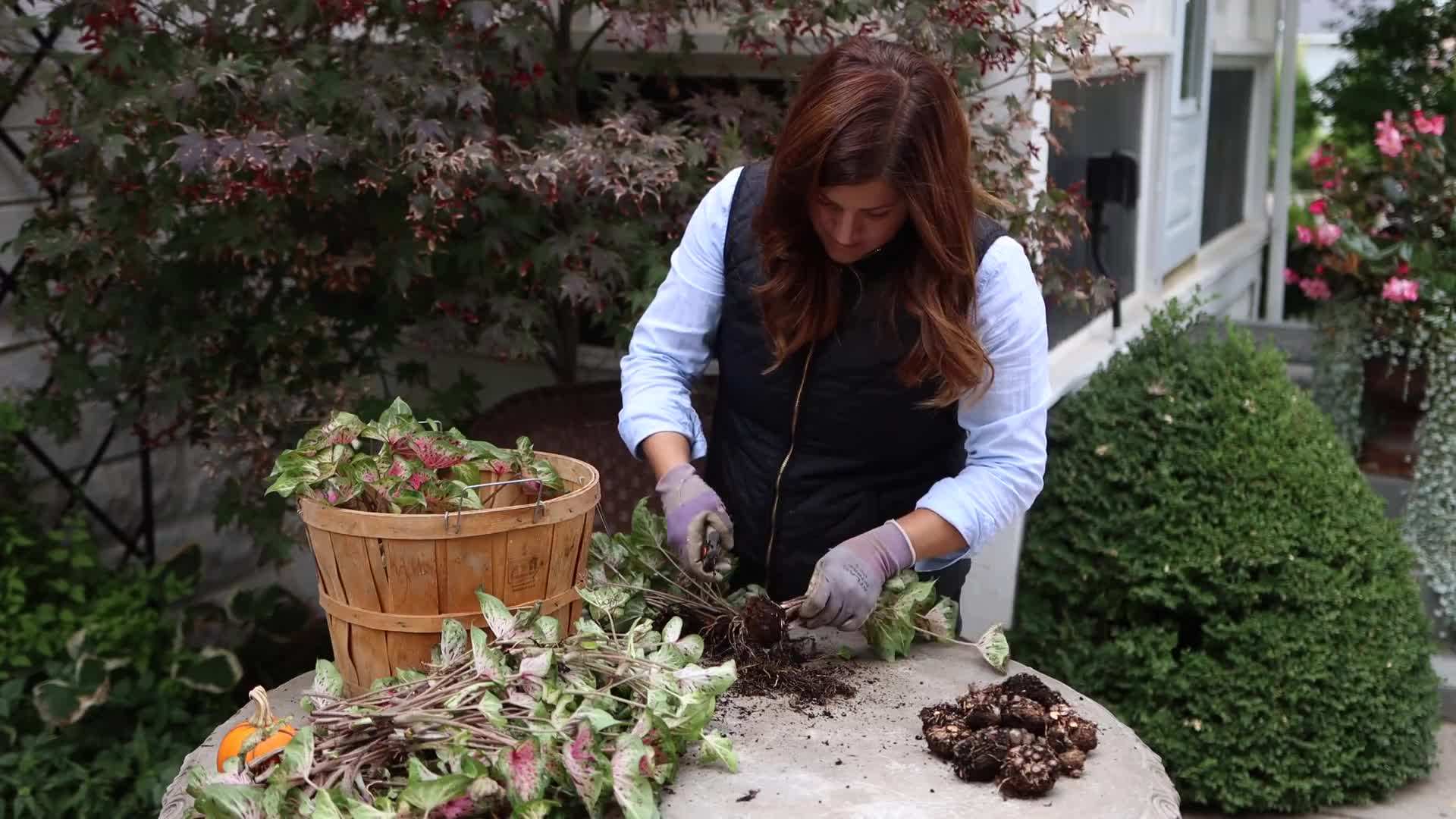 Drying Caladium Bulbs