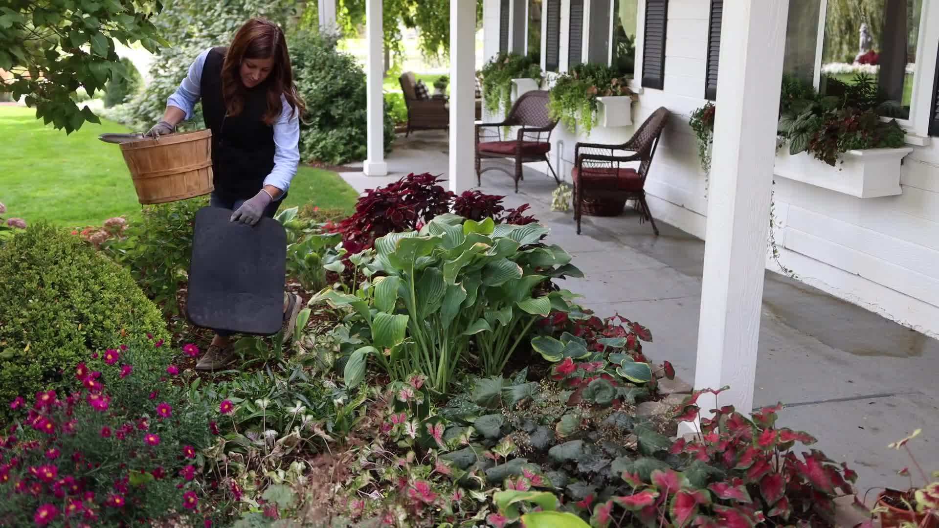 Digging up Caladium Bulbs