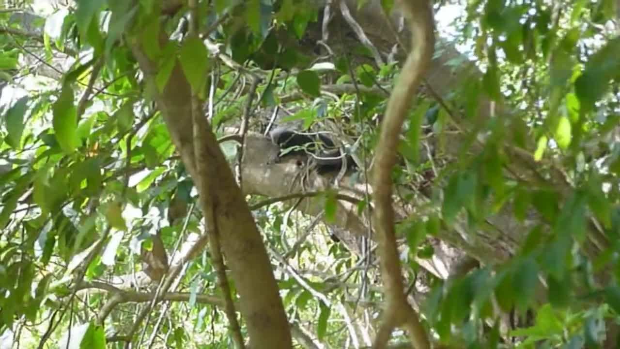 First Encounter with a Wild Monkey